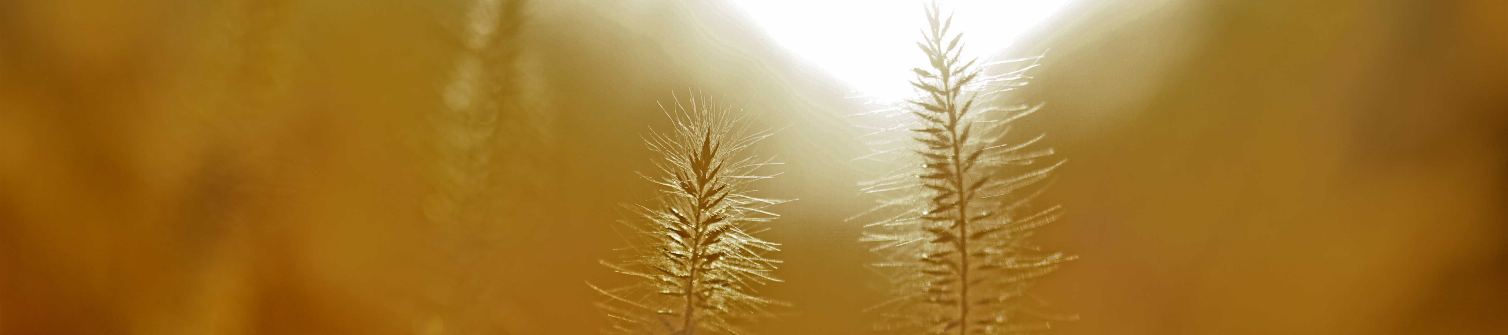 bright light in field