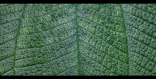 picture of a leaf close up with veins