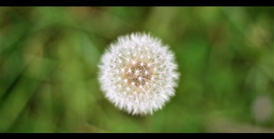 dandelion