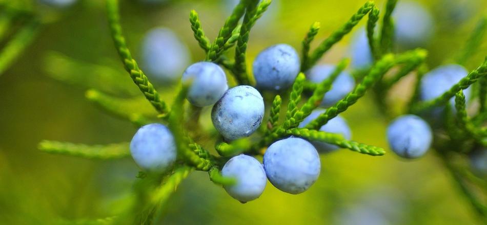 growing berries