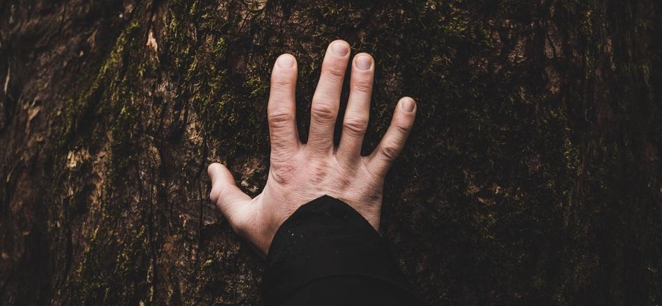 hand touching a tree