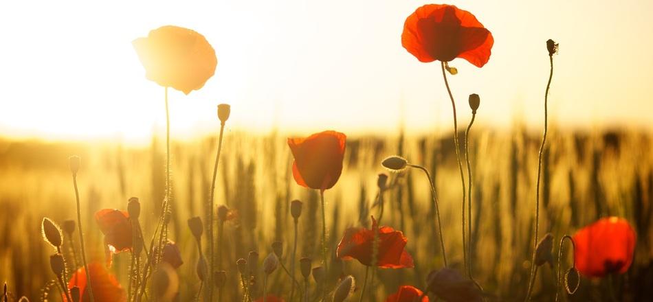 fiori e tramonto