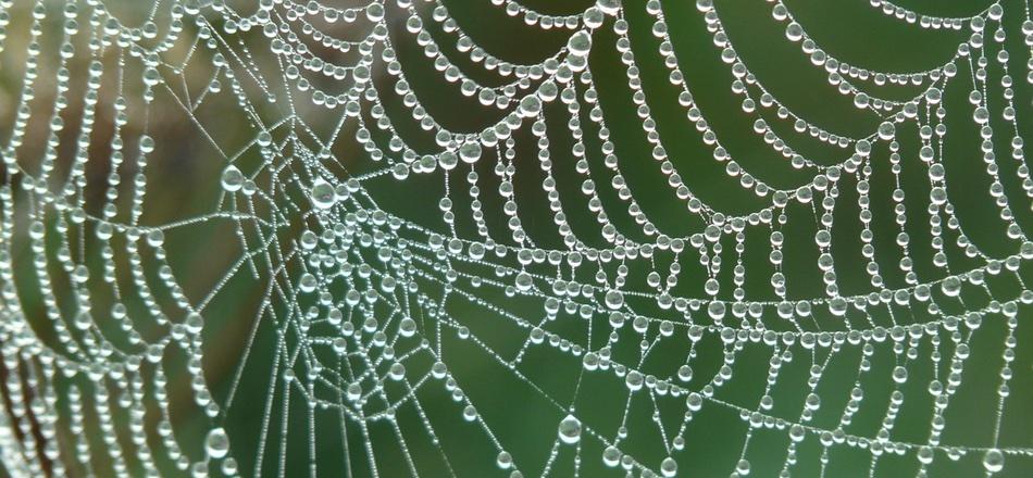spider web