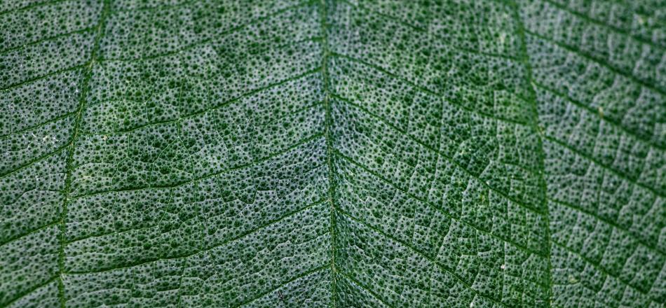 picture of a leaf close up with veins