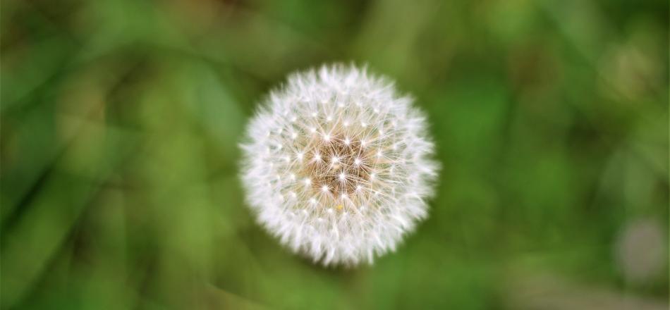 dandelion