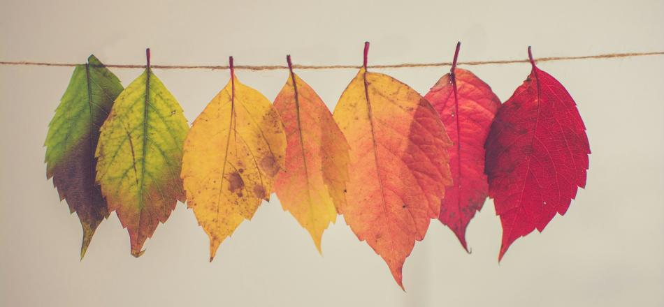 A photograph of leaves clipped to a string changing in colour from green to red.