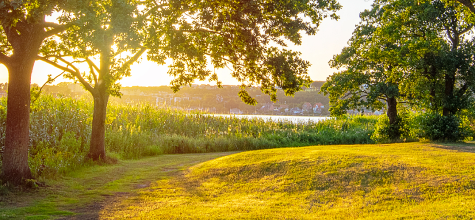 Woodland sunset or sunrise