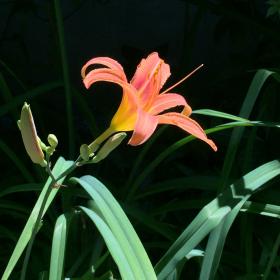 day lily