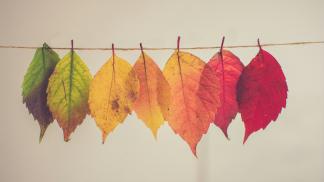 A photograph of leaves clipped to a string changing in colour from green to red.