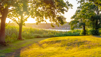 Woodland sunset or sunrise